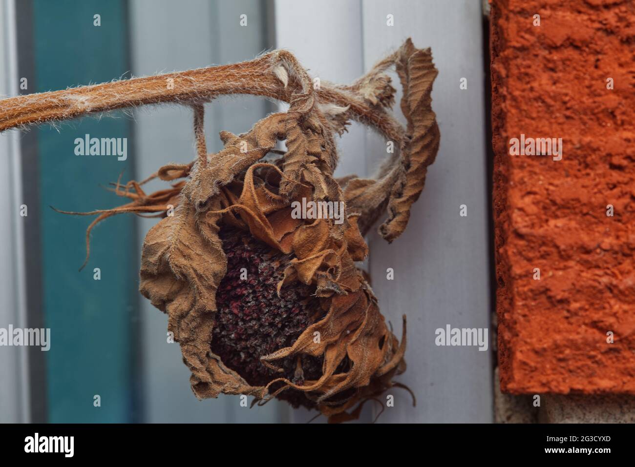 Una testa di girasole essiccata con semi ancora intatti appoggiati contro alcuni pannelli di plastica bianca accanto ad un muro di mattoni rossi. Foto Stock