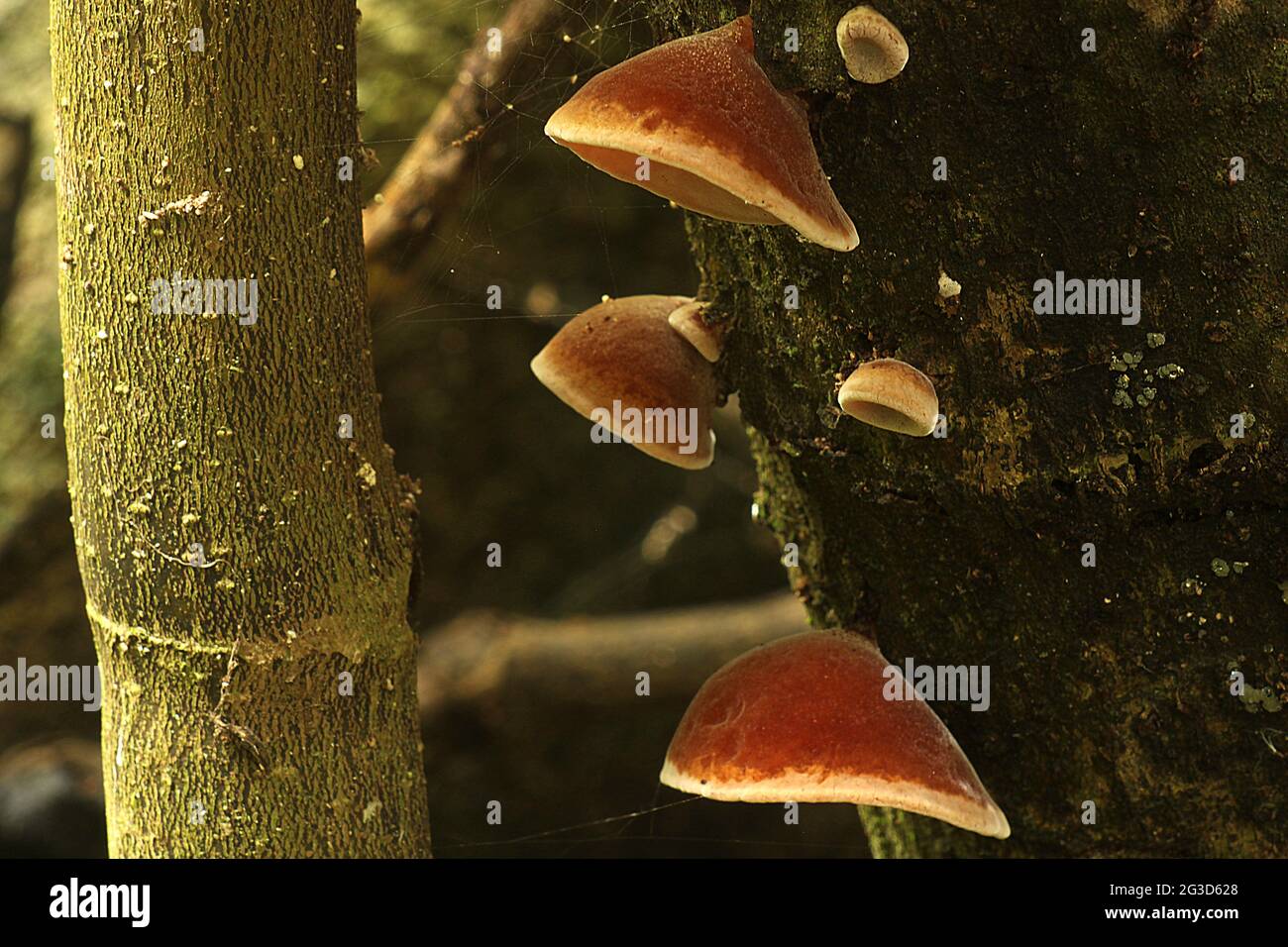 Fungo per orecchie di legno (Auricularia auricula) Foto Stock