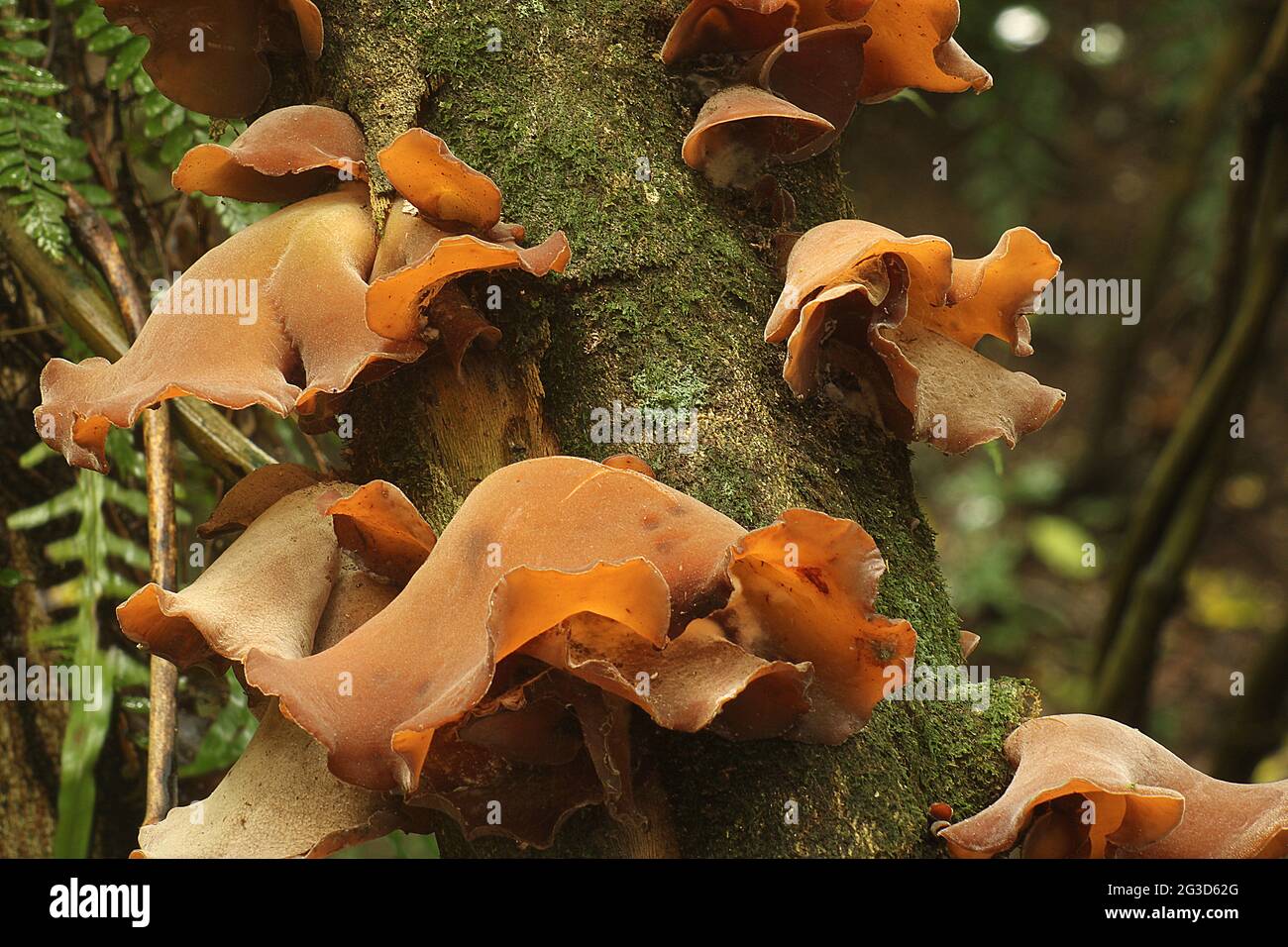 Fungo per orecchie di legno (Auricularia auricula) Foto Stock