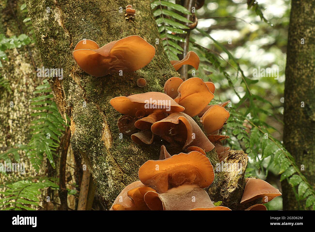 Fungo per orecchie di legno (Auricularia auricula) Foto Stock