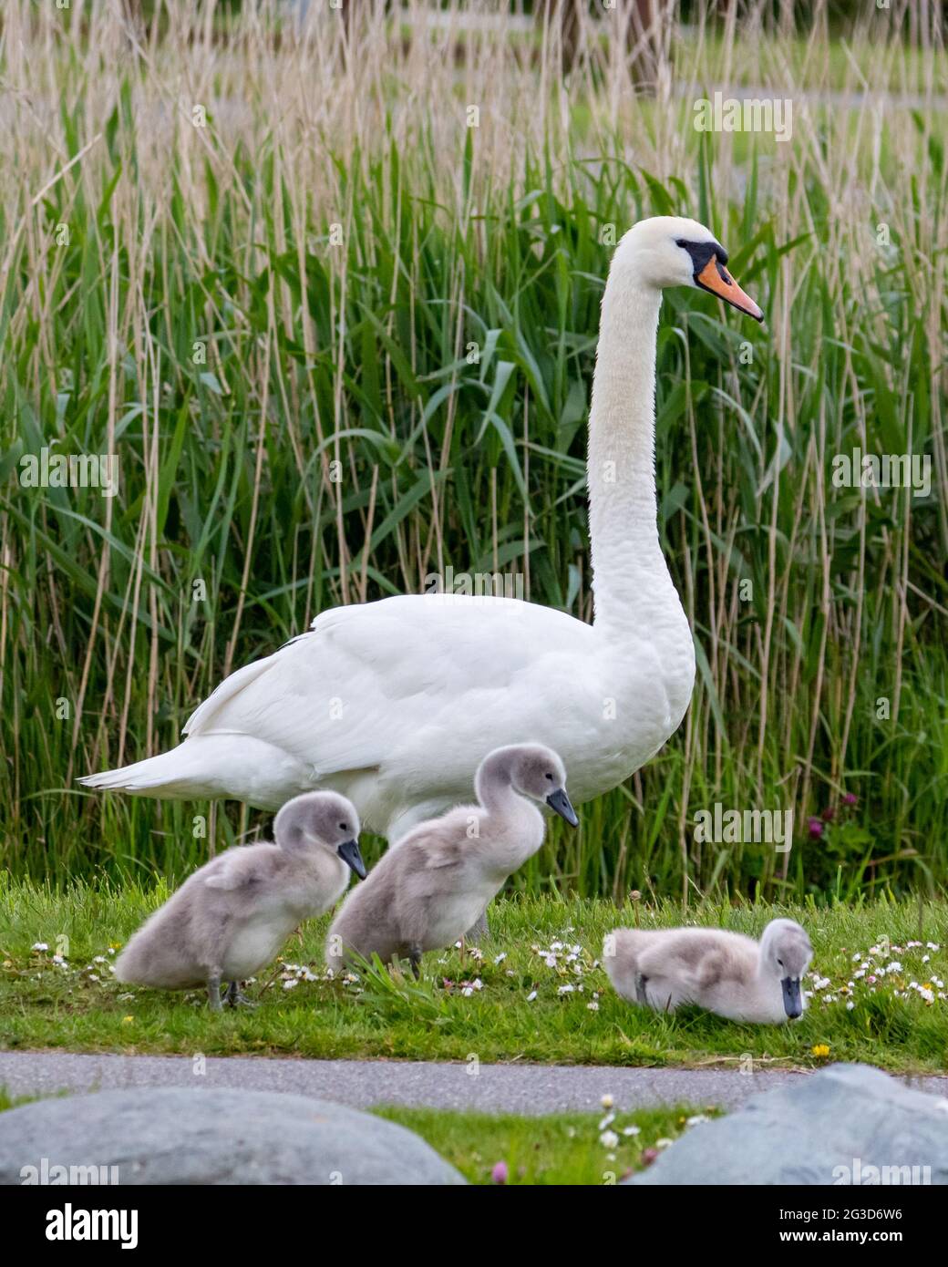 Donna Mute Swan con i suoi Cygnet di tre settimane Foto Stock