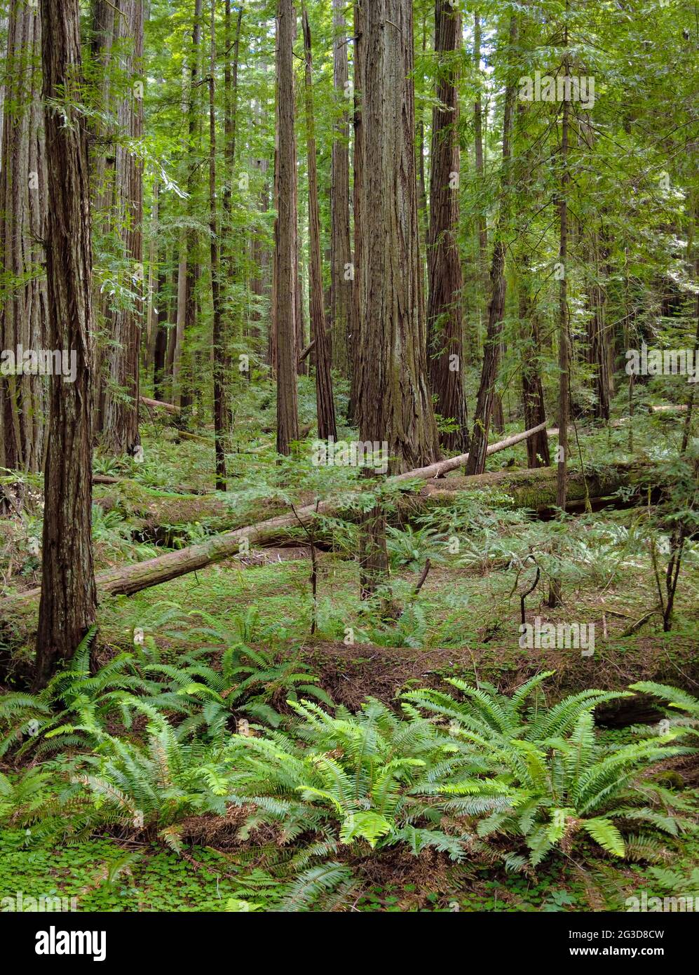 Enormi sequoie costiere, sempervirens Sequoia, prosperano nel clima umido di Humboldt Redwoods state Park, California settentrionale. Foto Stock