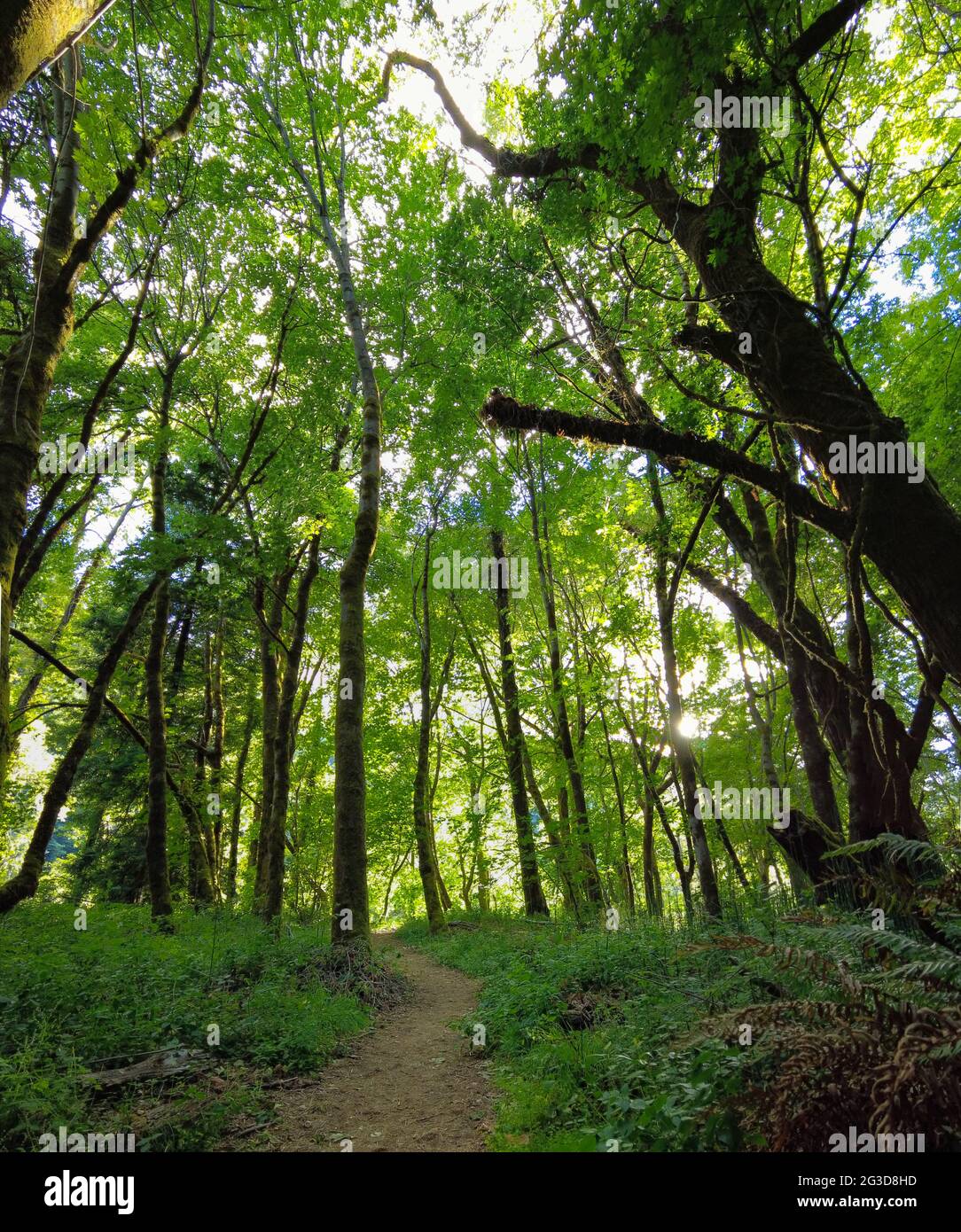 Un sentiero panoramico si snoda attraverso la lussureggiante vegetazione verde che fiorente nel Humboldt Redwoods state Park, nella California del Nord. Foto Stock