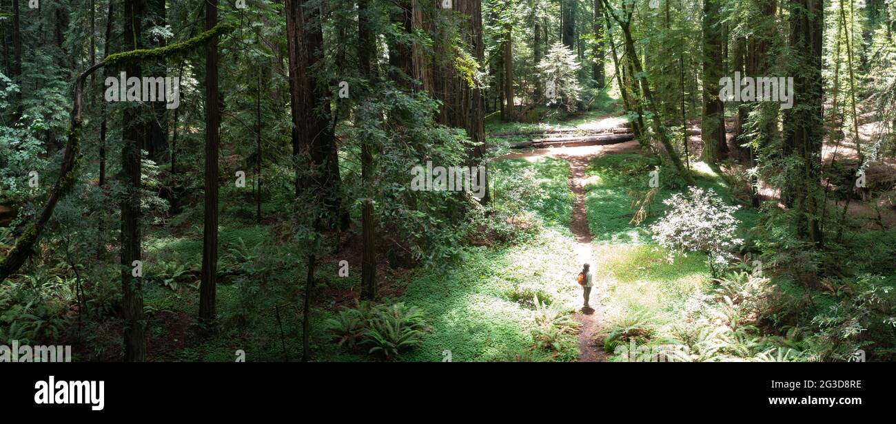 Enormi sequoie costiere, sempervirens Sequoia, prosperano nel clima umido di Humboldt Redwoods state Park, California settentrionale. Foto Stock