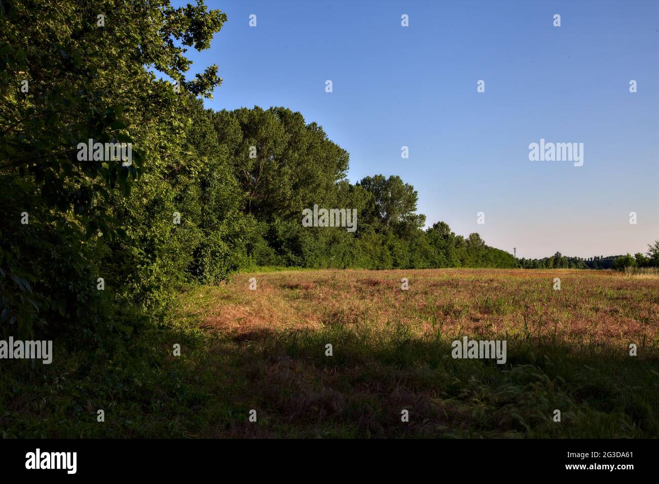 Campo incolto pieno di papaveri delimitato da un boschetto Foto Stock