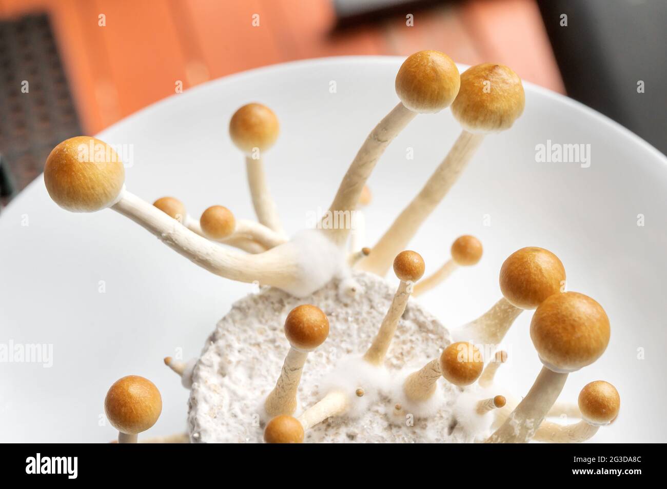 Funghi psilocibin, comunemente noti come funghi magici, funghi o scopette che vengono coltivati in un incubatore a base di casa. Foto Stock