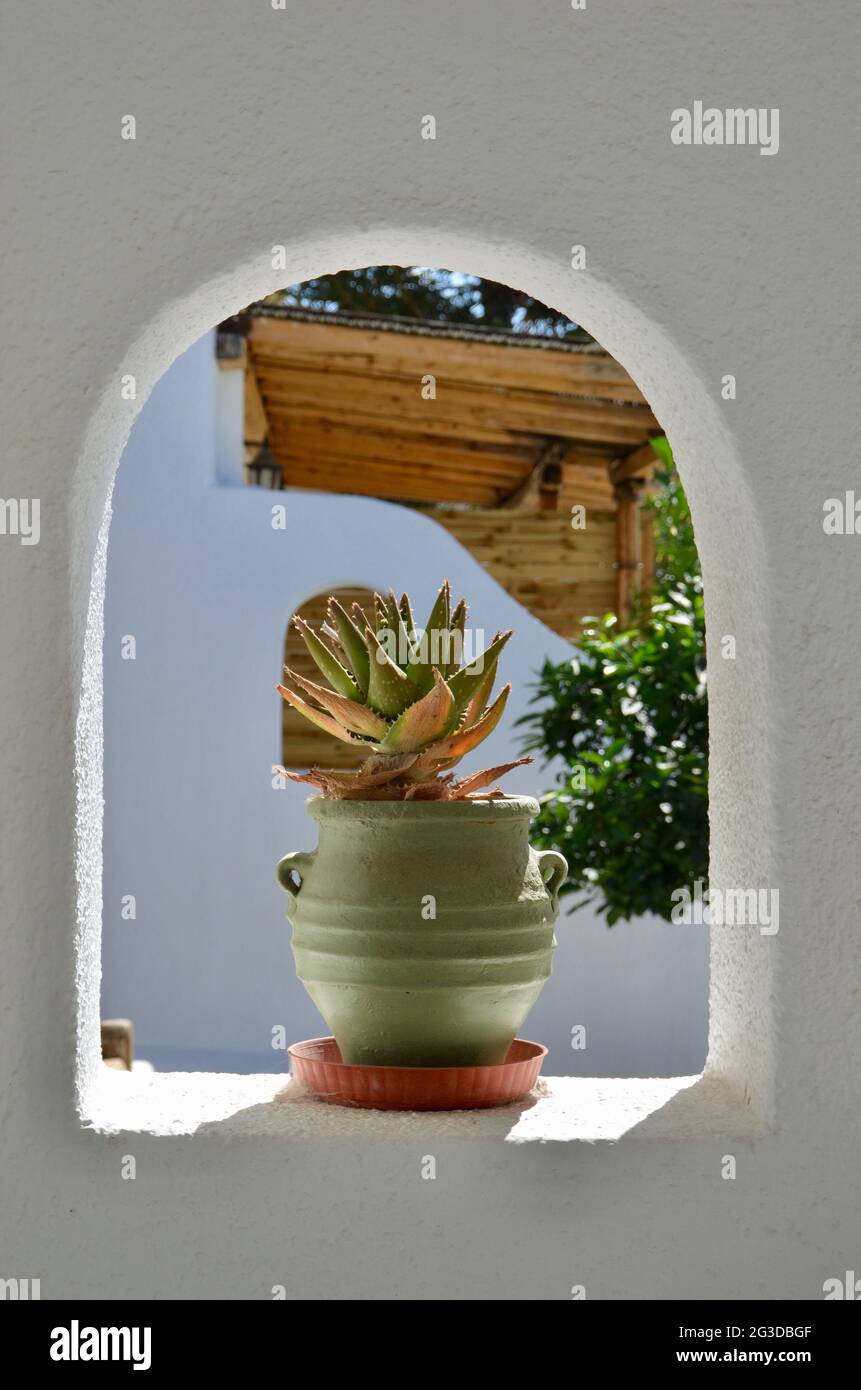 Un cactus in un piantatore in un hotel a Mykonos, Grecia Foto Stock