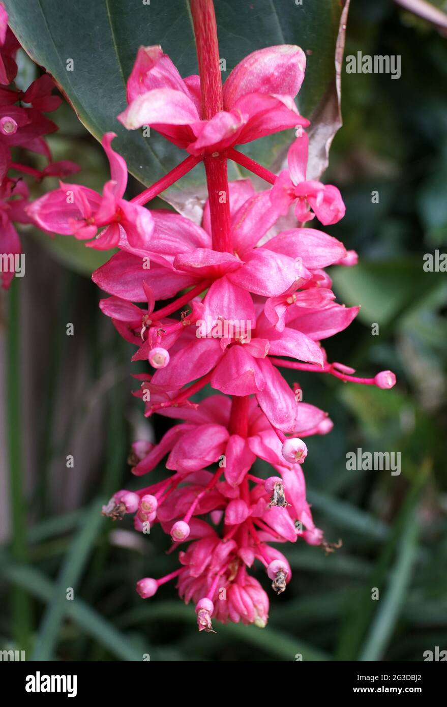 Bel gruppo di fiori ibridi rosso Rosa-uva Medinilla 'Royal Glow' Foto Stock
