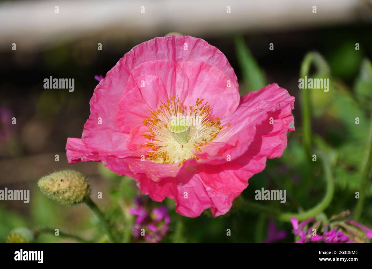 Un fiore rosa di papavero islandese a piena fioritura Foto Stock