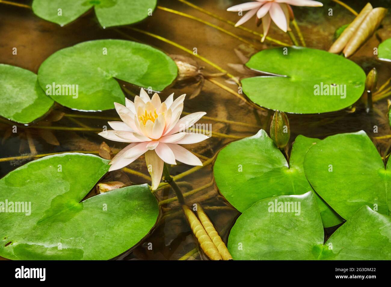 Gigli che fioriscono sull'acqua nel parco tra foglie verdi Foto Stock