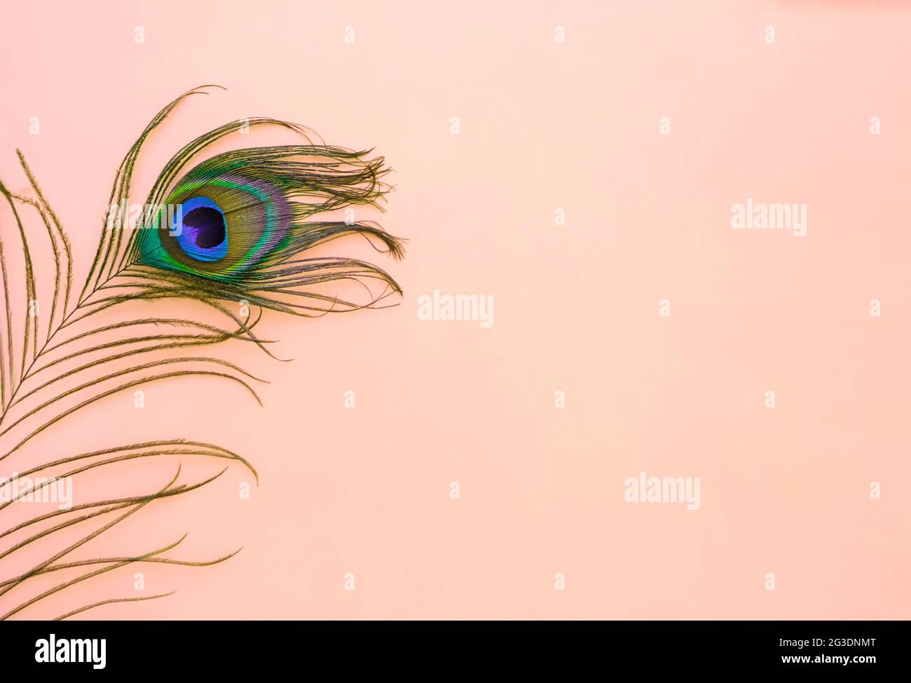 Una piuma di pavone colorata e luminosa su uno sfondo rosa pesca, vista dall'alto, distesa in piano. Colori vivaci alla moda. Spazio per il testo. Foto di alta qualità Foto Stock