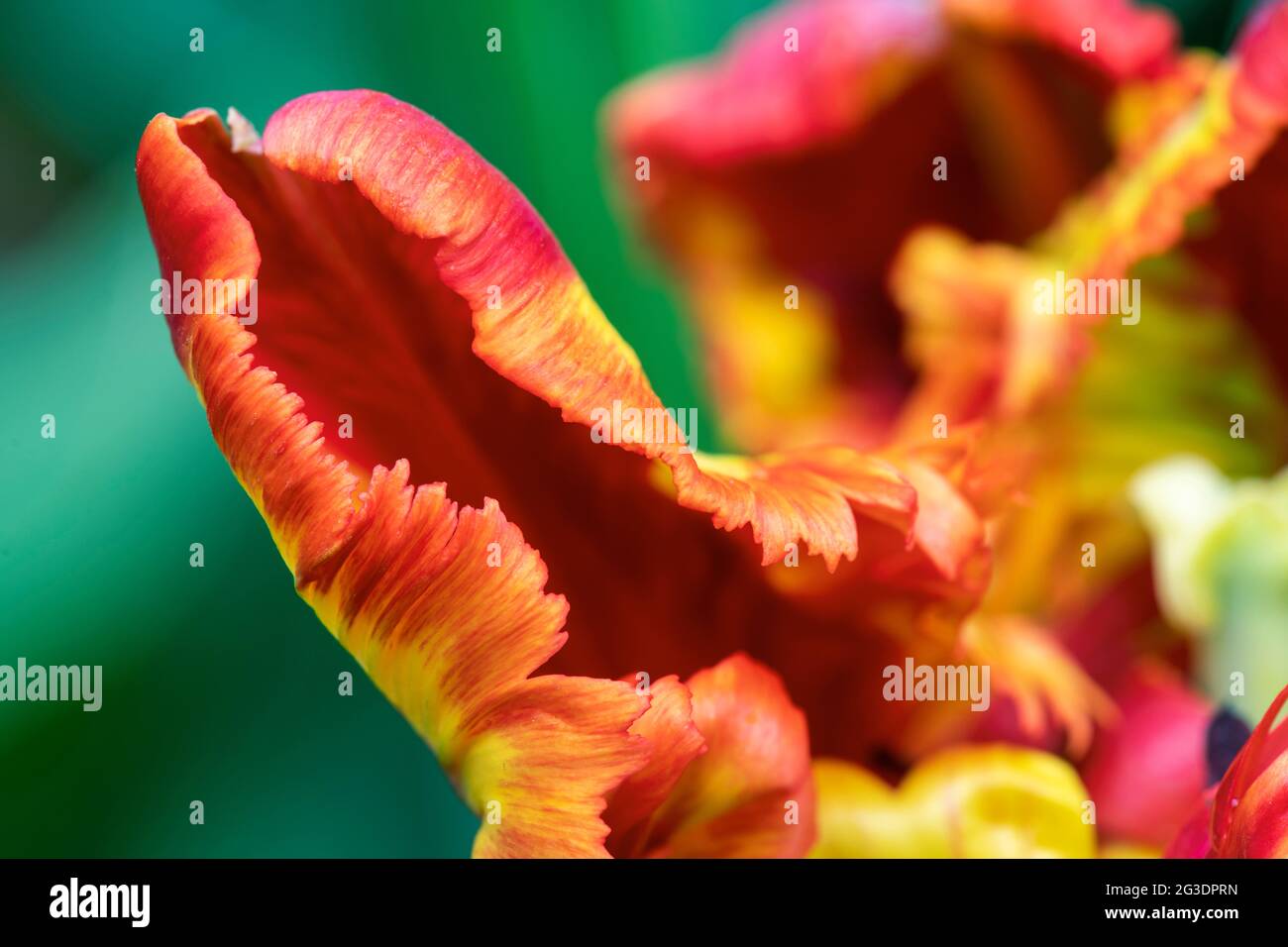 Tulipa 'Rasta pappagallo'. Petali di fiori di tulipano Foto Stock