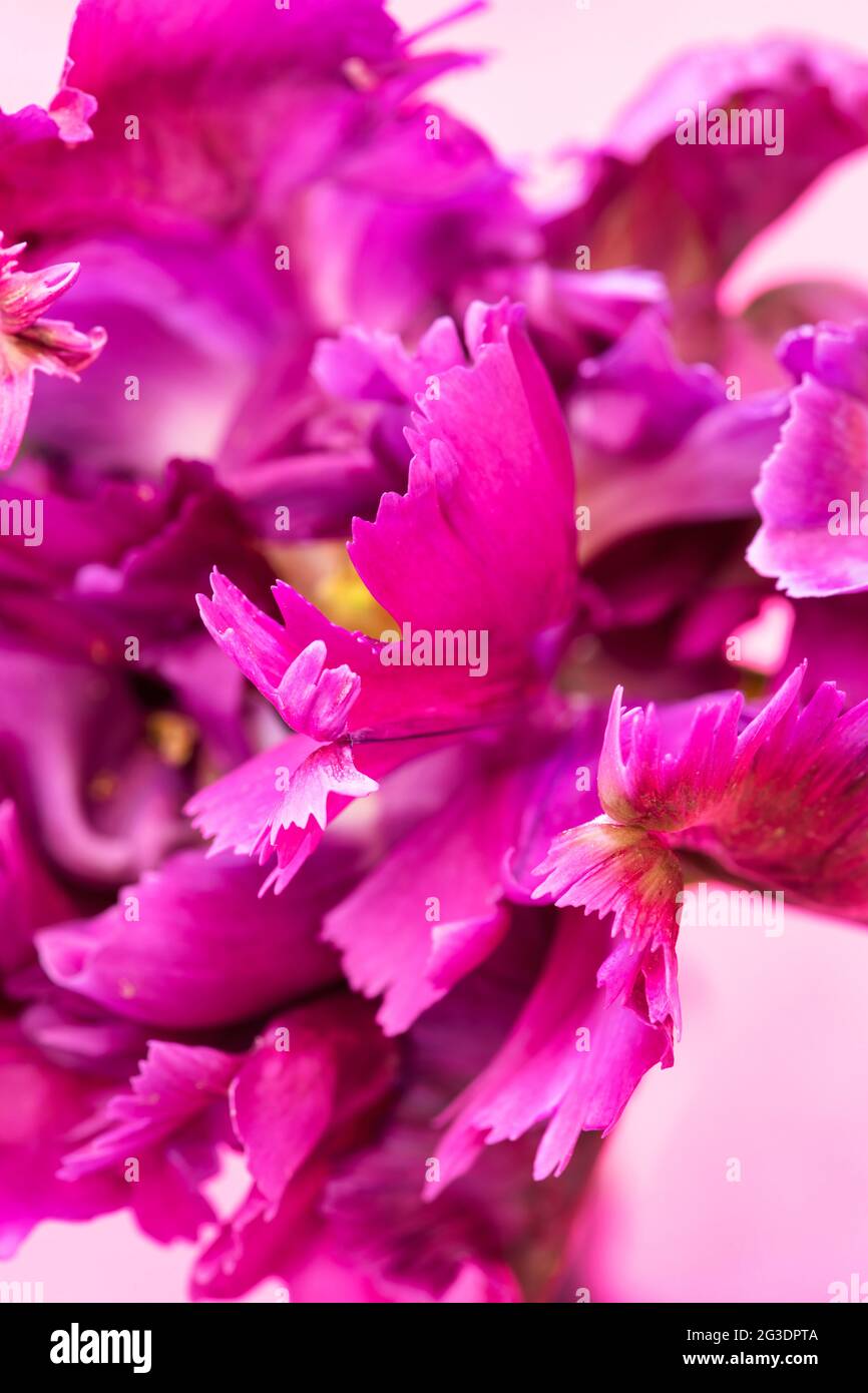 Tulipa. Tulip 'Negrita Parrot' petali di fiori Foto Stock