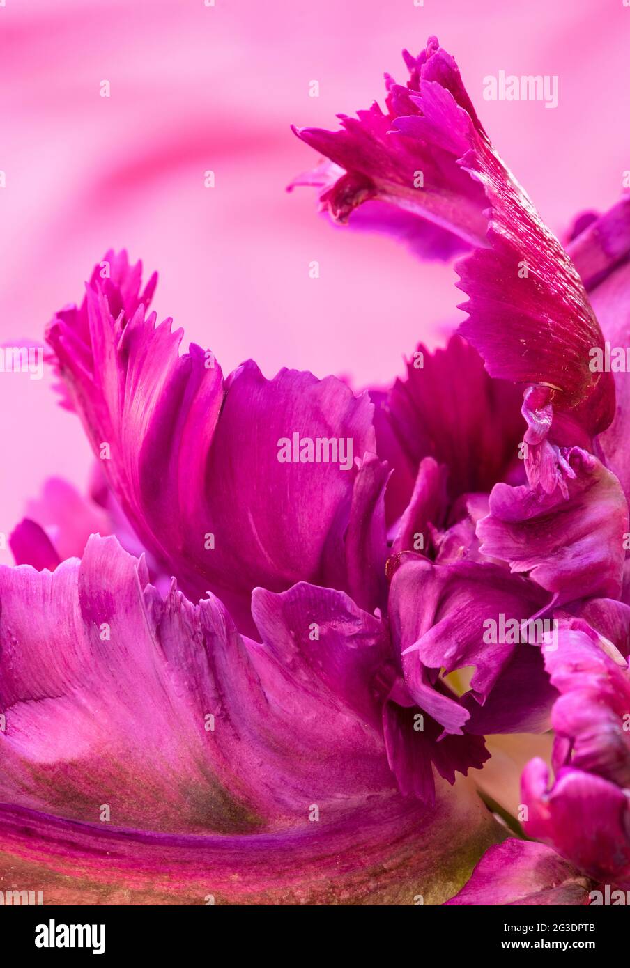 Tulipa. Tulip 'Negrita Parrot' petali di fiori Foto Stock