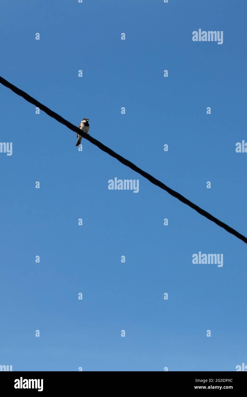 Piccolo uccello che perching su cavo elettrico isolato su uno sfondo blu chiaro cielo. Foto minimalista di uccello su filo. Immagine verticale con spazio di copia Foto Stock