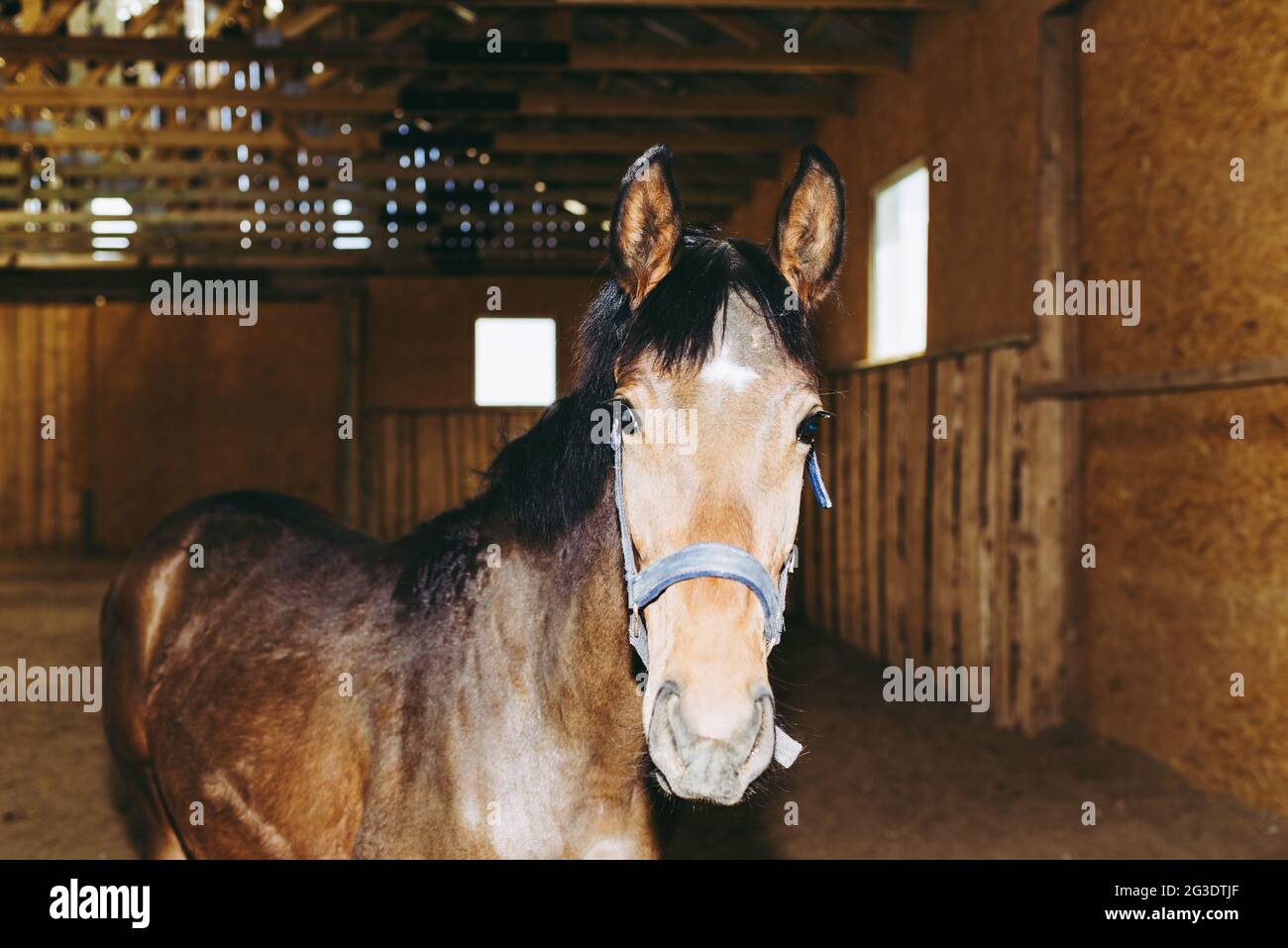 Bellissimo stupefacente, sano cavallo di castagno marrone al posto di equitazione al coperto. Ritratto di un giovane cavallo purebred.Closeup. Foto Stock