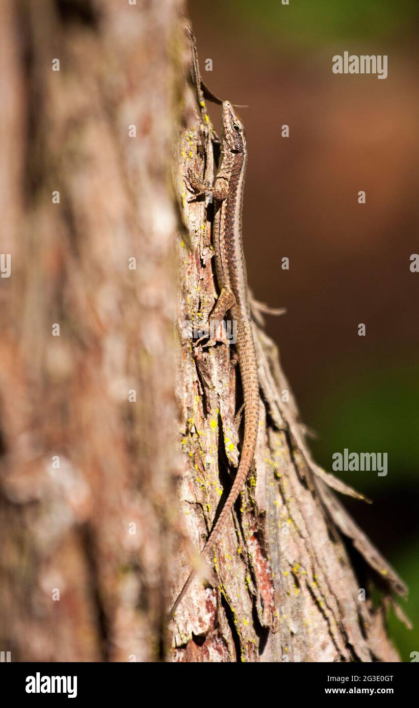 Ben mimetato rettile su un tronco di albero. La lucertola muraria di Madeiran (teira dugesii) è una specie endemica dell'arcipelago di Madeira, in Portogallo Foto Stock