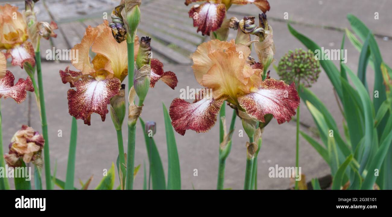Insolito iris a due tonalità in contrapposizioni di marrone e arancio scuro Foto Stock