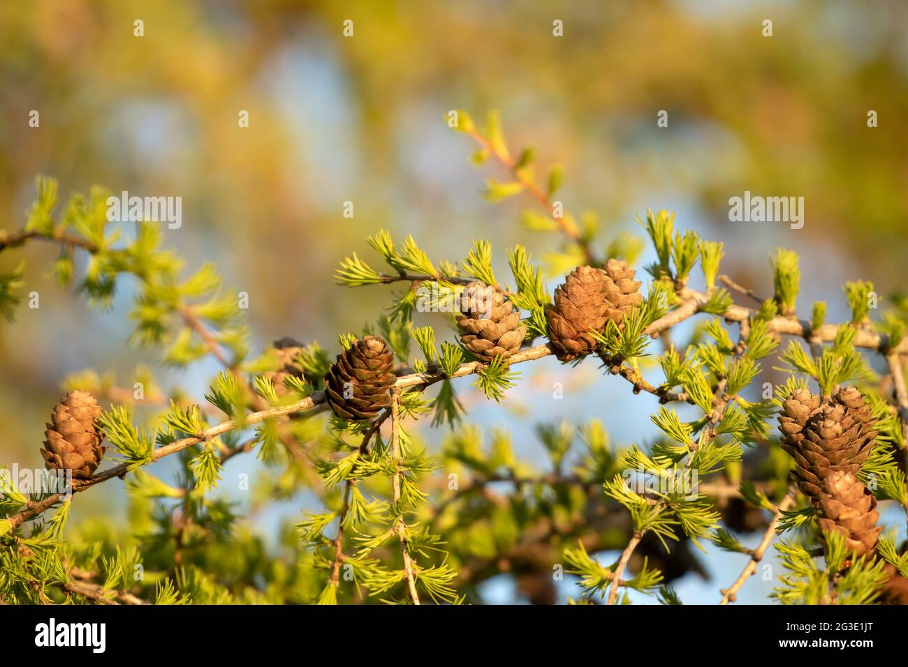 Coni e aghi freschi su rami di larice siberiano (Larix sibirica) in luce dorata tramonto sera Foto Stock