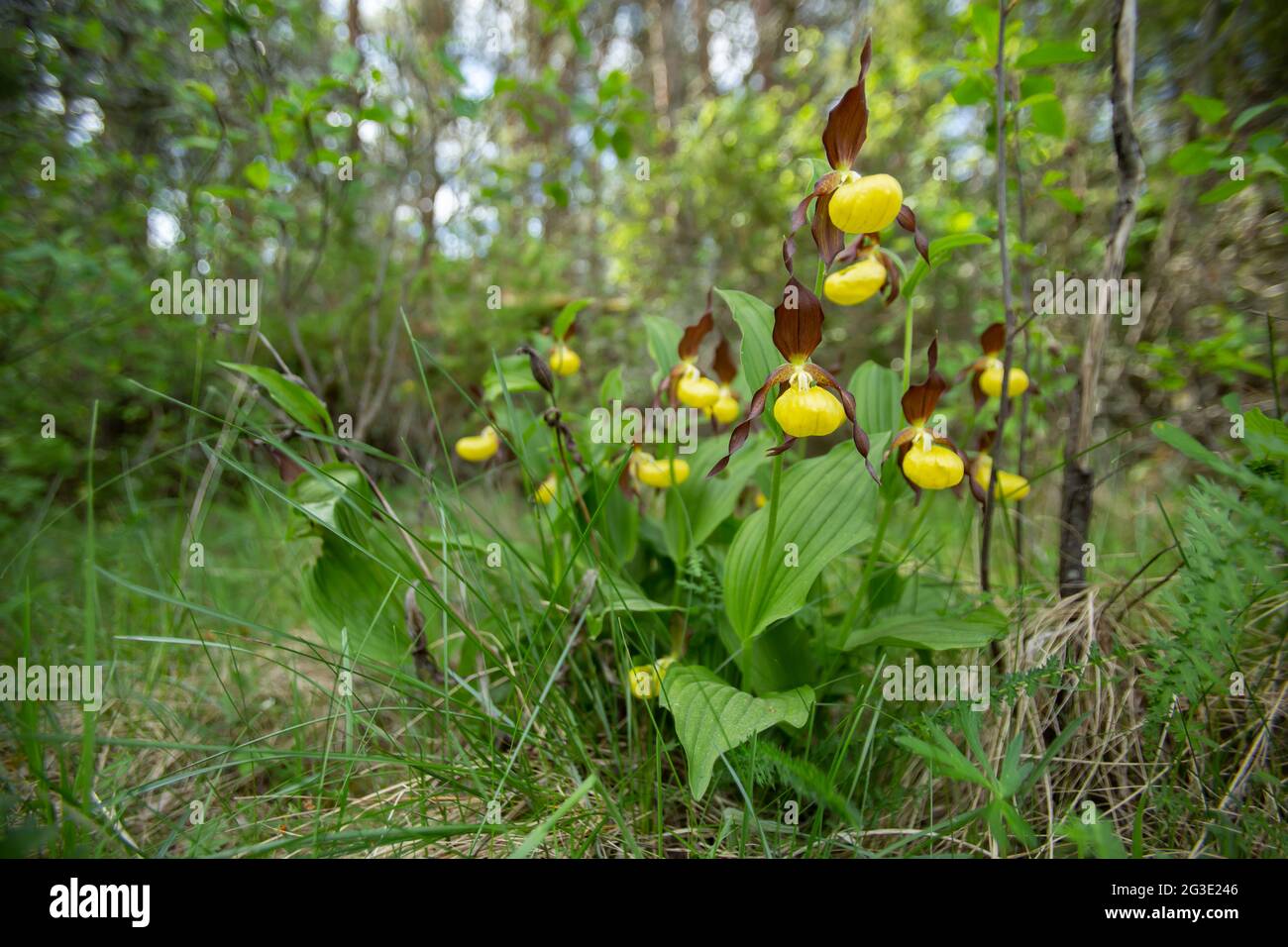 Rara orchidea (cipripedium calceolus) che fiorisce nel suo habitat nella natura estone durante la primavera Foto Stock