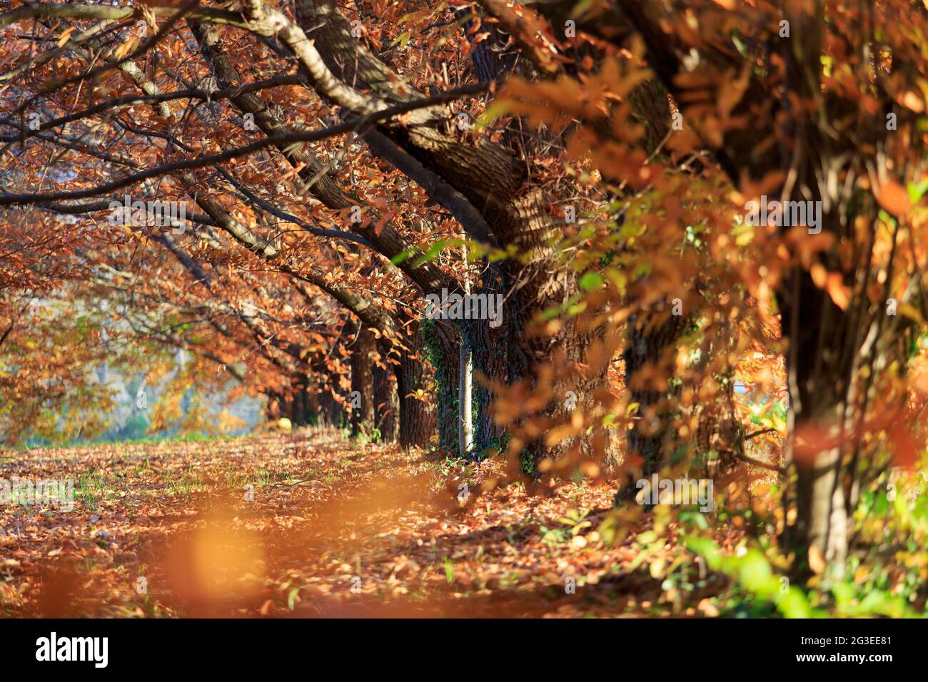 FRANCIA. ARDECHE (07) (PARCO NATURALE REGIONALE DEI MONTI D'ARDECHE) IL BOSCO DI CASTAGNI CON L'AUTUNNO Foto Stock