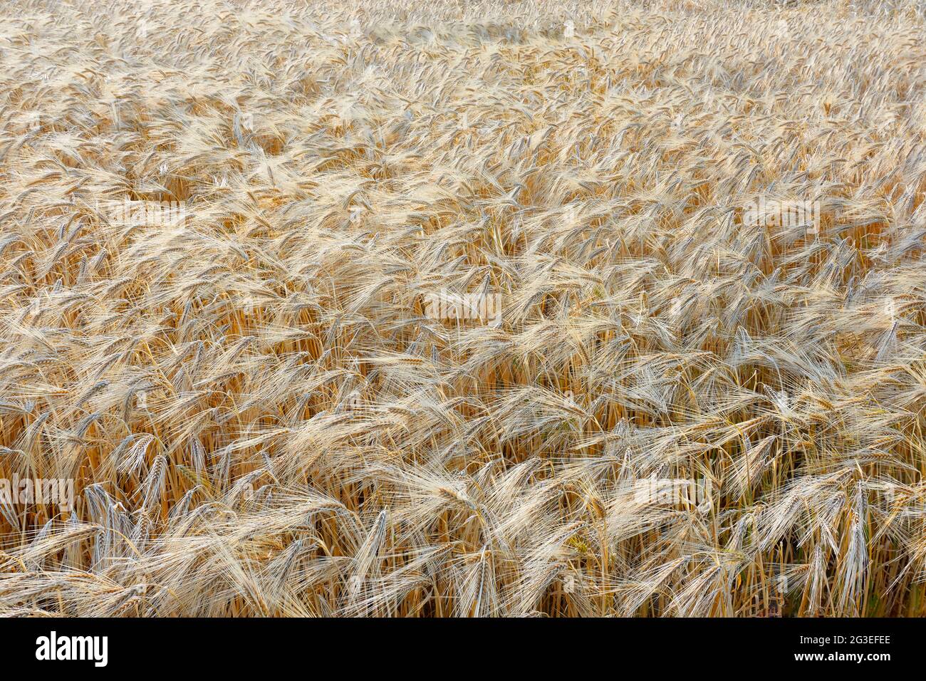 Grano dorato giallo o piante di grano che ondolano nel vento retroilluminate dal sole al tramonto in un campo in estate. Foto Stock