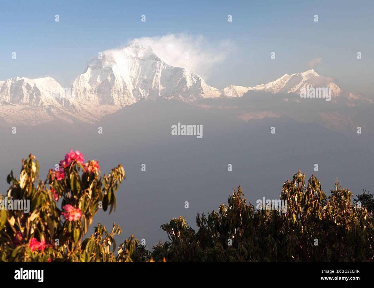 Dtraagiri. Monte Dhaulagiri dal punto di vista di Poon Hill e rododendri rossi, Nepal Foto Stock