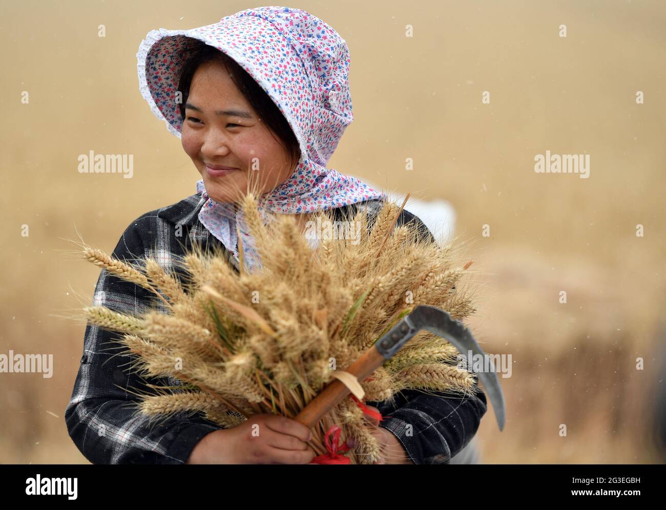 Zhengzhou, provincia cinese di Henan. 2 Giugno 2020. Un agricoltore mostra il grano appena raccolto presso la fattoria Huangfanqu, una fattoria nazionale di dimostrazione dell'agricoltura moderna, nella provincia centrale di Henan, 2 giugno 2020. La fattoria di Huangfanqu, fondata nel 1951, è una delle prime aziende agricole meccanizzate di proprietà statale sin dalla fondazione della Repubblica popolare Cinese. Ora la fattoria Huangfanqu, con una superficie di circa 7,000 ettari, vede il livello completo di meccanizzazione del lavoro agricolo che raggiunge il 99%. Credit: Li Jianan/Xinhua/Alamy Live News Foto Stock