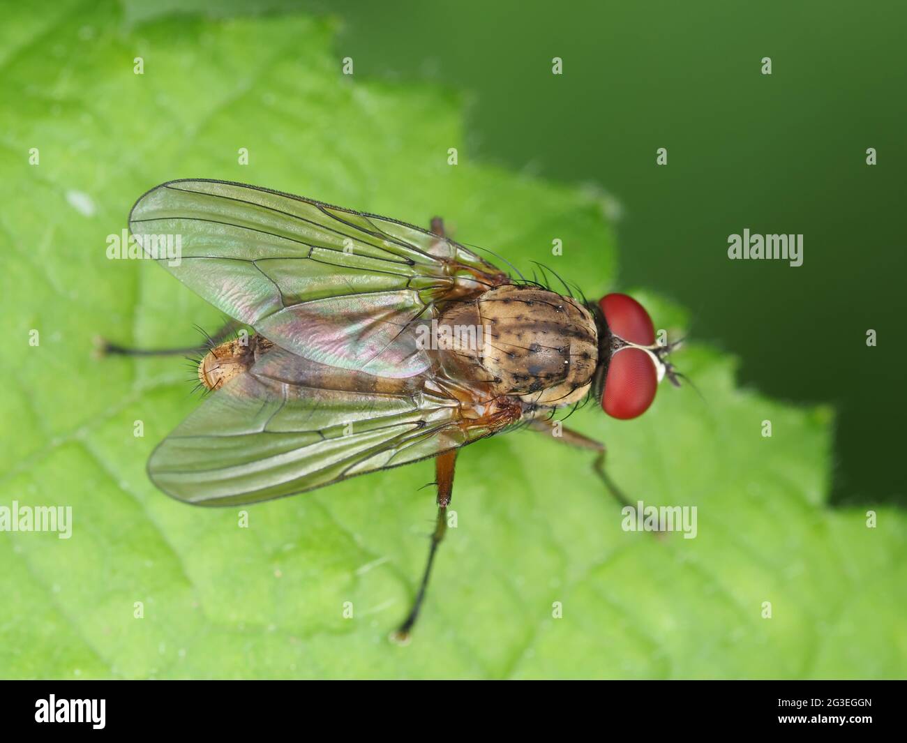Mosca di Muscidae - macro di insetto Foto Stock
