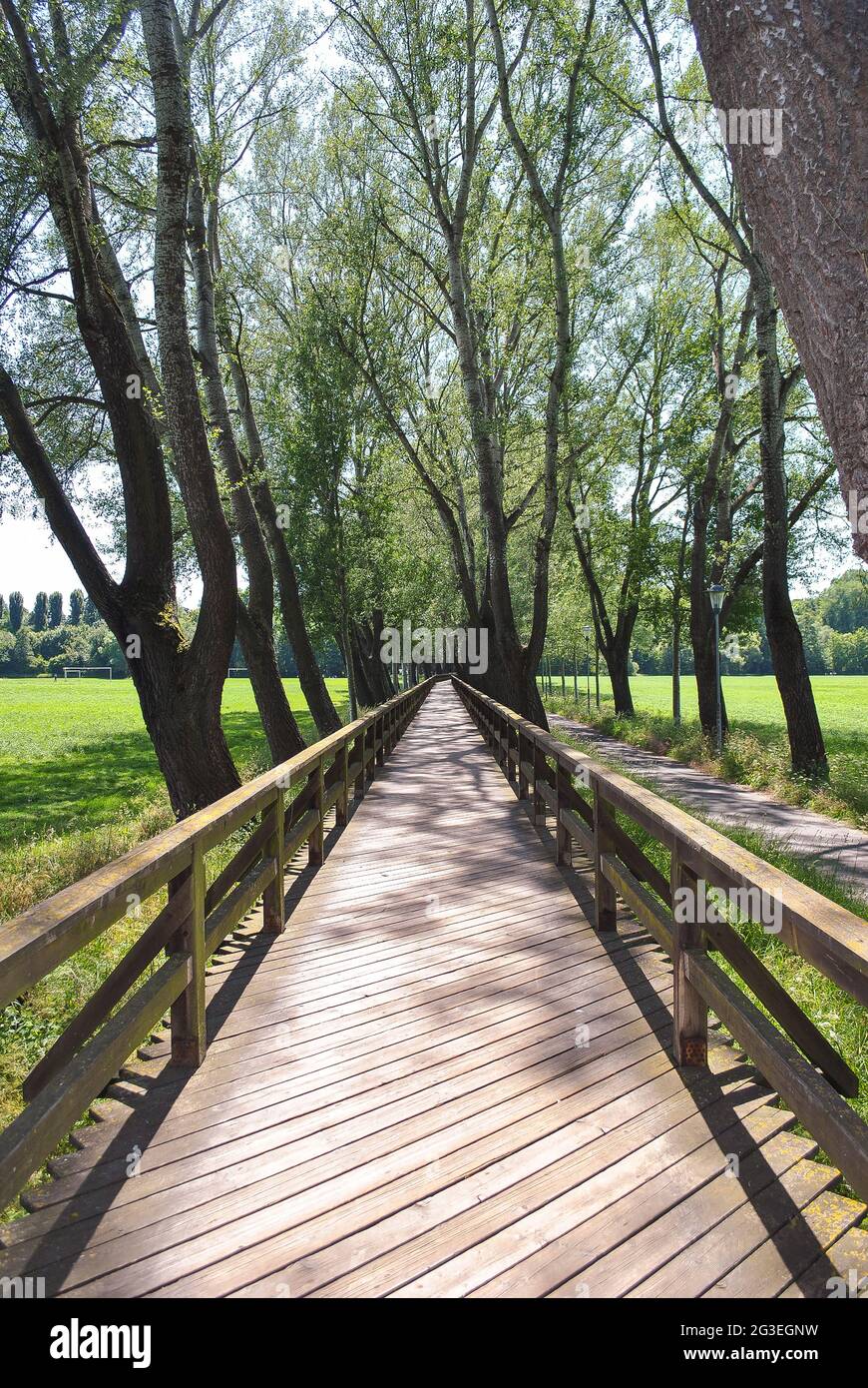 Ponte di legno che si estende fino alla distanza oltre l'orizzonte con un vicolo di alberi in tempo chiaro Foto Stock