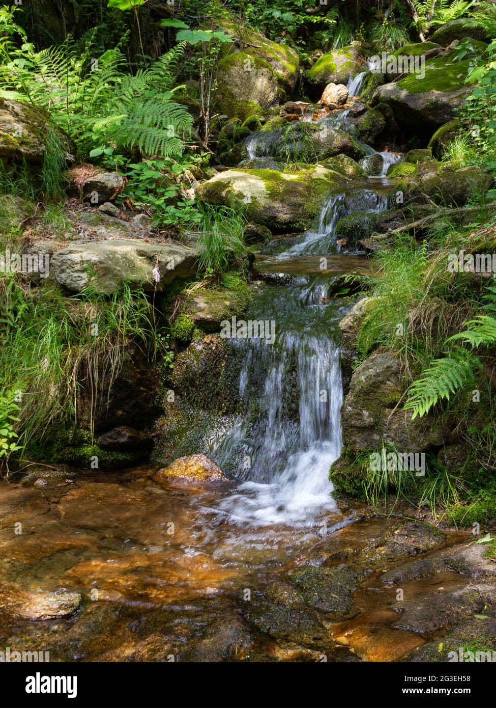 Scena primaverile di montagna. Un piccolo ruscello nel bosco a 1000 metri di altitudine. Biella, Italia Foto Stock