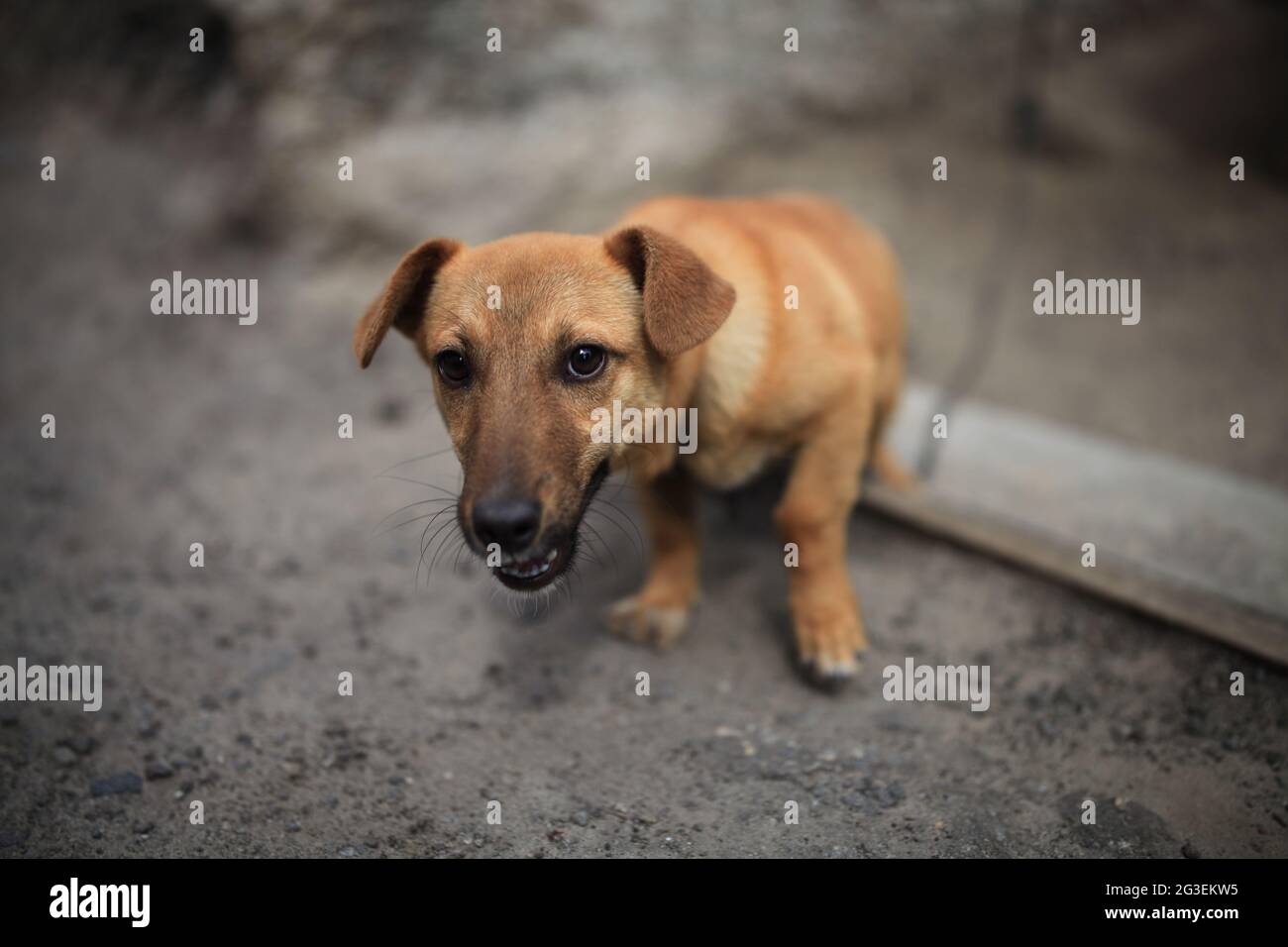 Un cane marrone con la bocca aperta Foto Stock