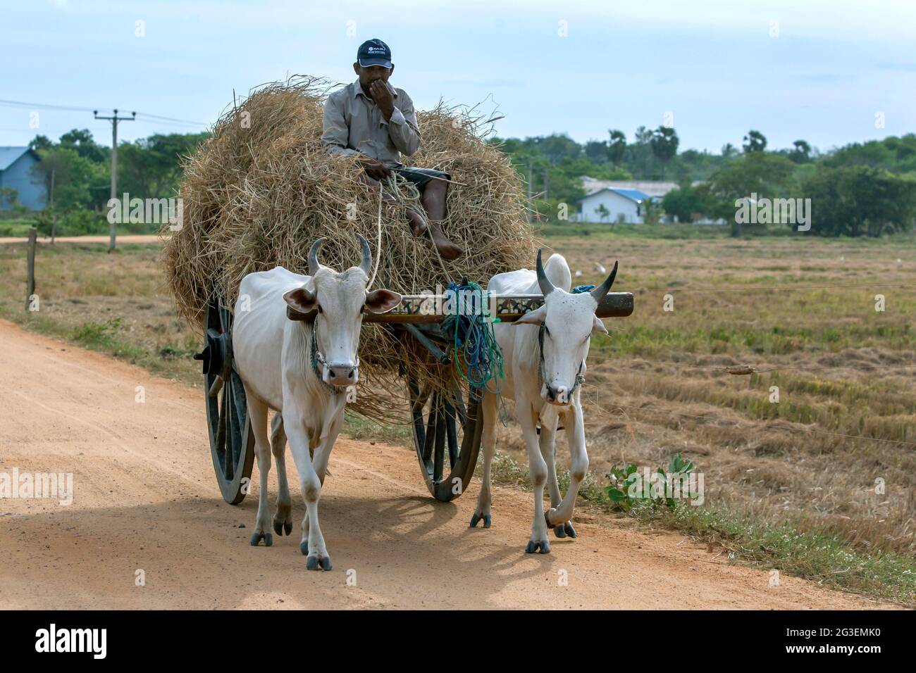 Carro Trainato Da Buoi Immagini E Fotos Stock Alamy