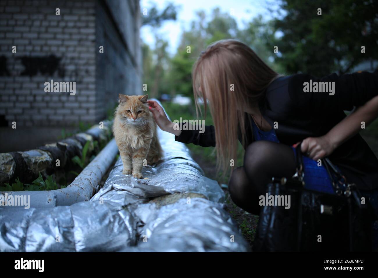 Una persona che tiene un gatto molto grande Foto Stock