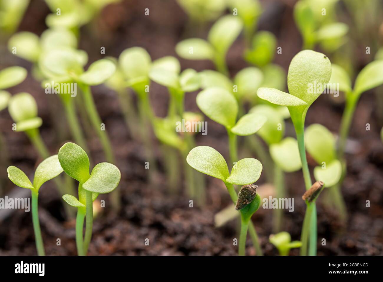 Germogli freschi di semi di assalto da vicino. Piante crescenti di piantine. Foto Stock