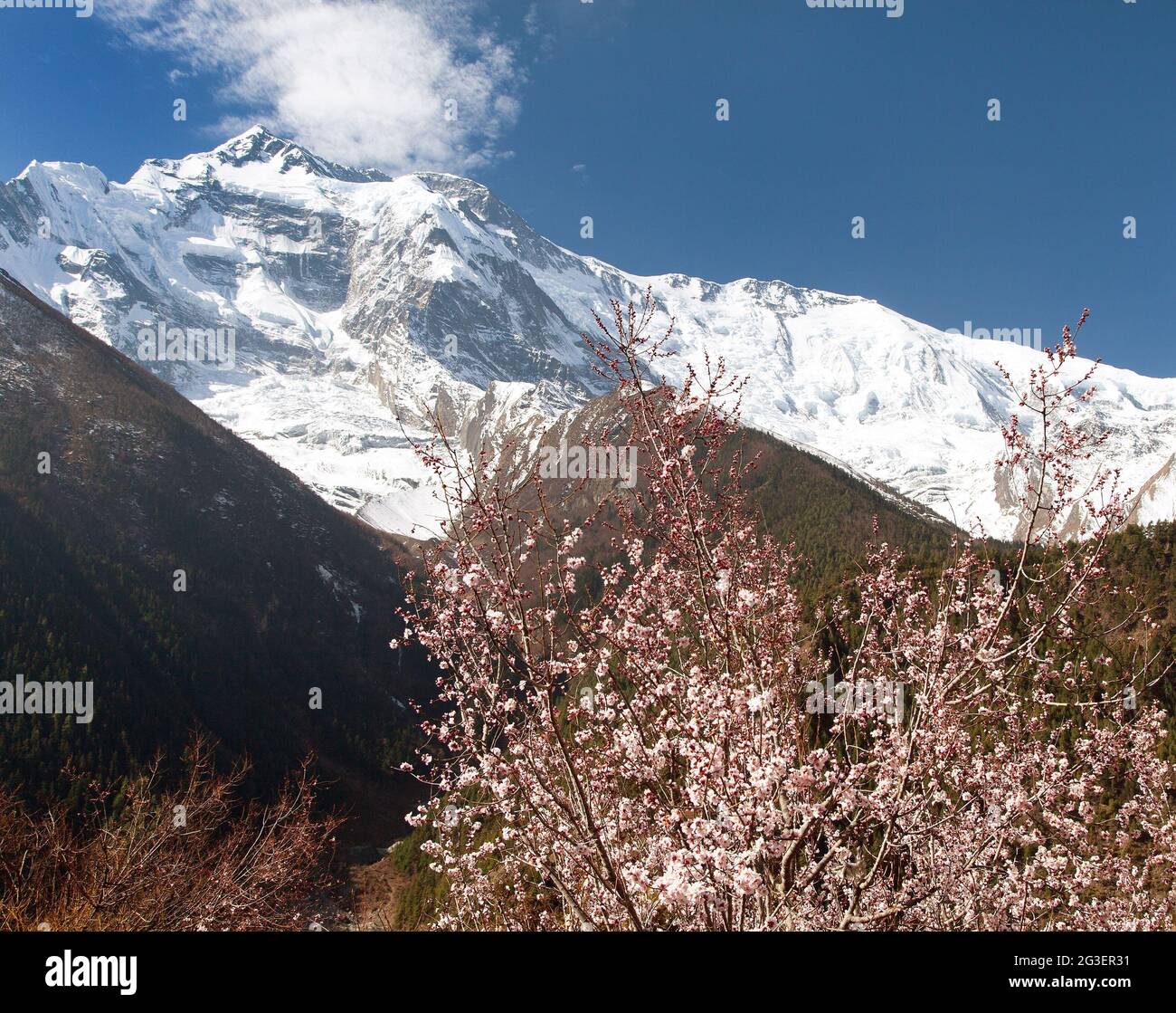 Cima anteriore di Annapurna II 2 dal villaggio di Pisang superiore con albicocca fiorita. Primavera nel circuito Annapurna sentiero trekking, intorno Annapurna Foto Stock