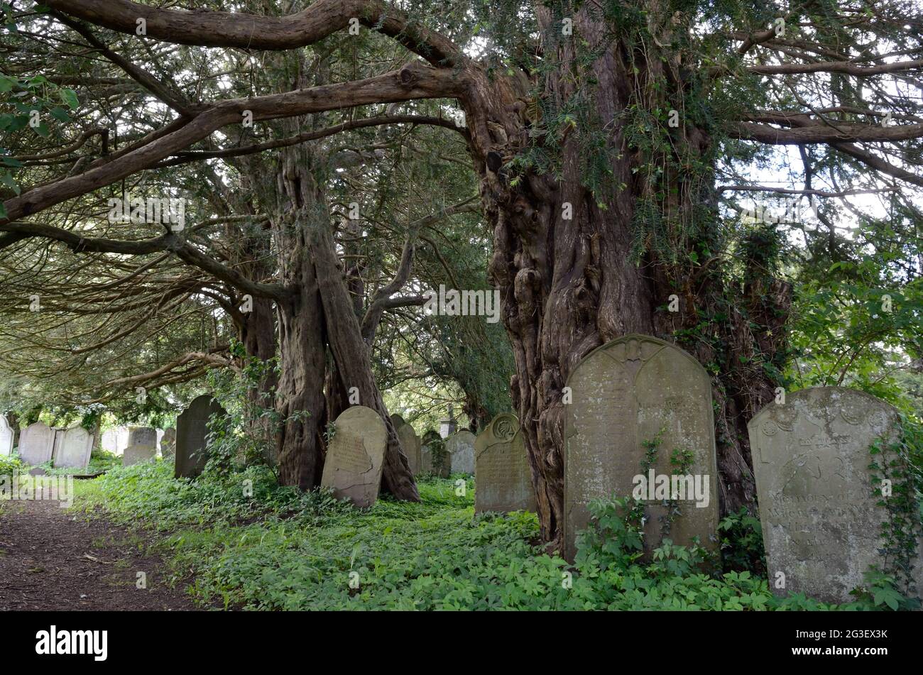 Vecchi alberi di tasso e lapidi a Llanelly Church Gilwern Monboccuthshire Wales UK Foto Stock