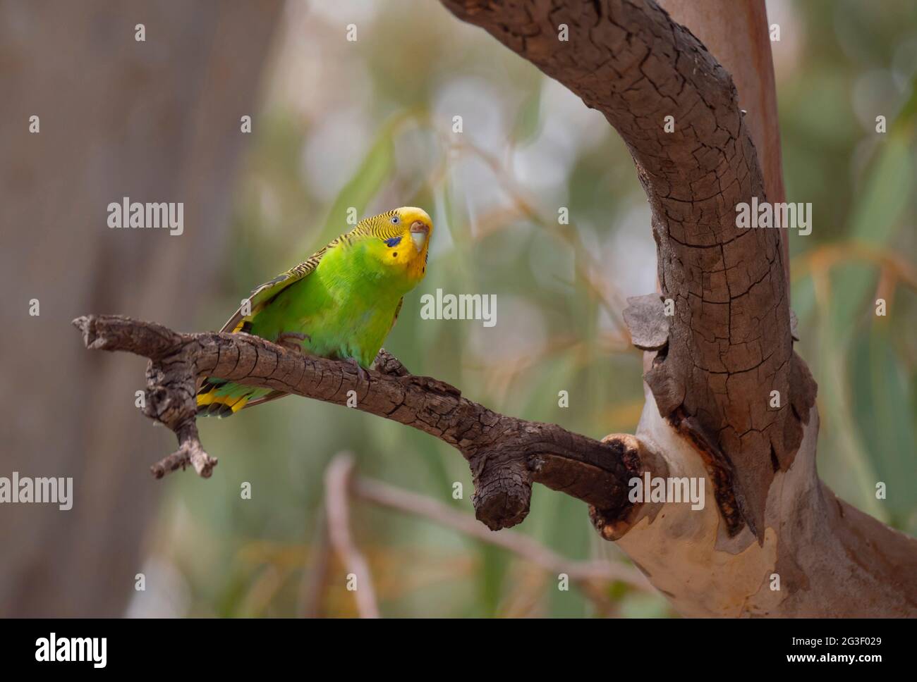 Budgerigar, Melopsittacus undulatus, seduto su un ramo di albero nell'entroterra dell'Australia Centrale. Foto Stock