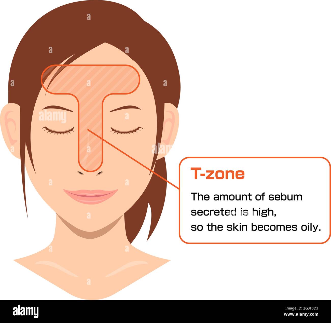 Illustrazione vettoriale della zona T della faccia femmina. Illustrazione Vettoriale