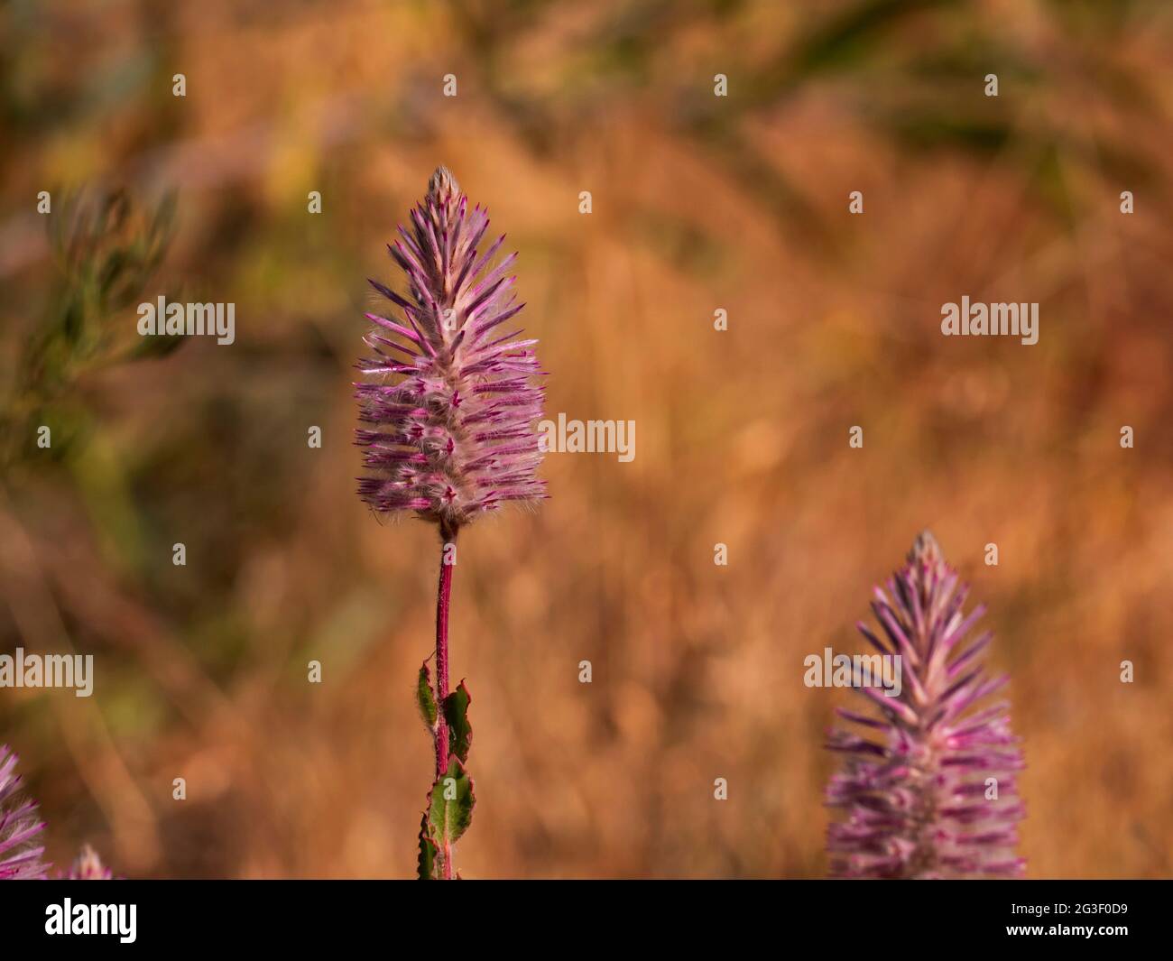 Fiori rosa di Mulla, Ptilotus exaltatus, in fiore in Australia Centrale. Foto Stock