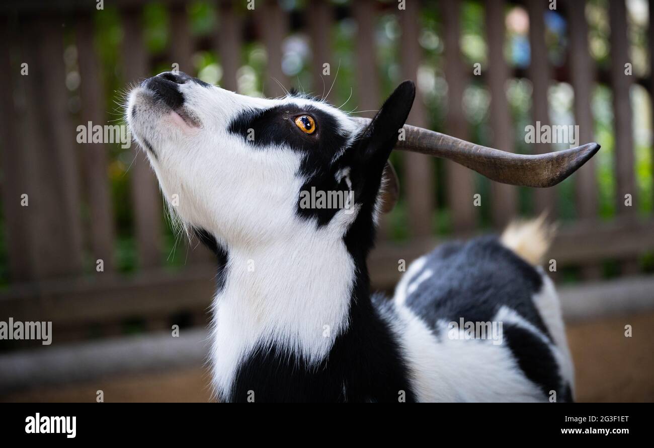 ritratto di capra macchiata bianca e nera con lunghe corna in posa al sole Foto Stock
