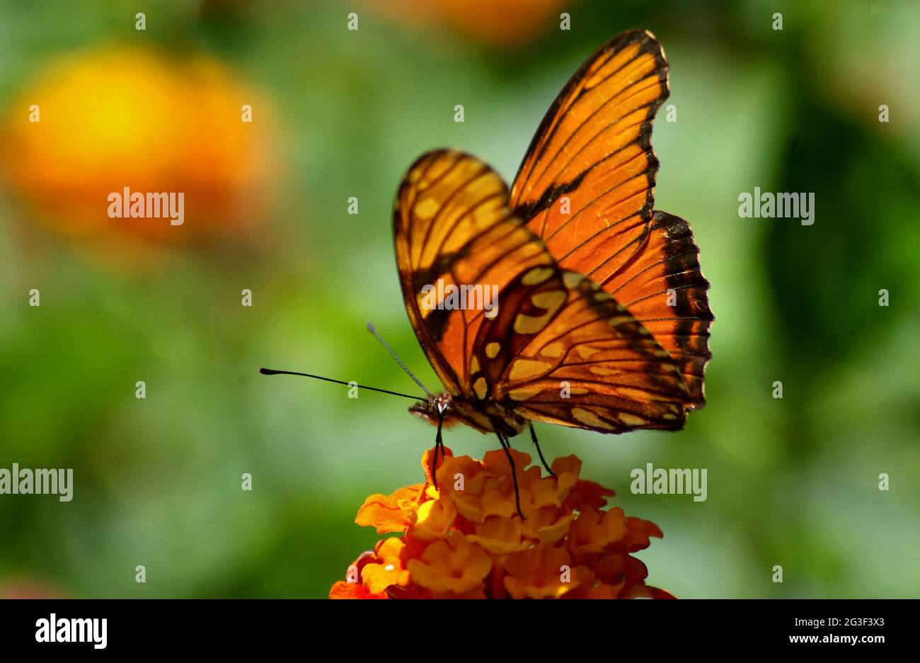 Danaus plexippus - farfalla monarca Foto Stock