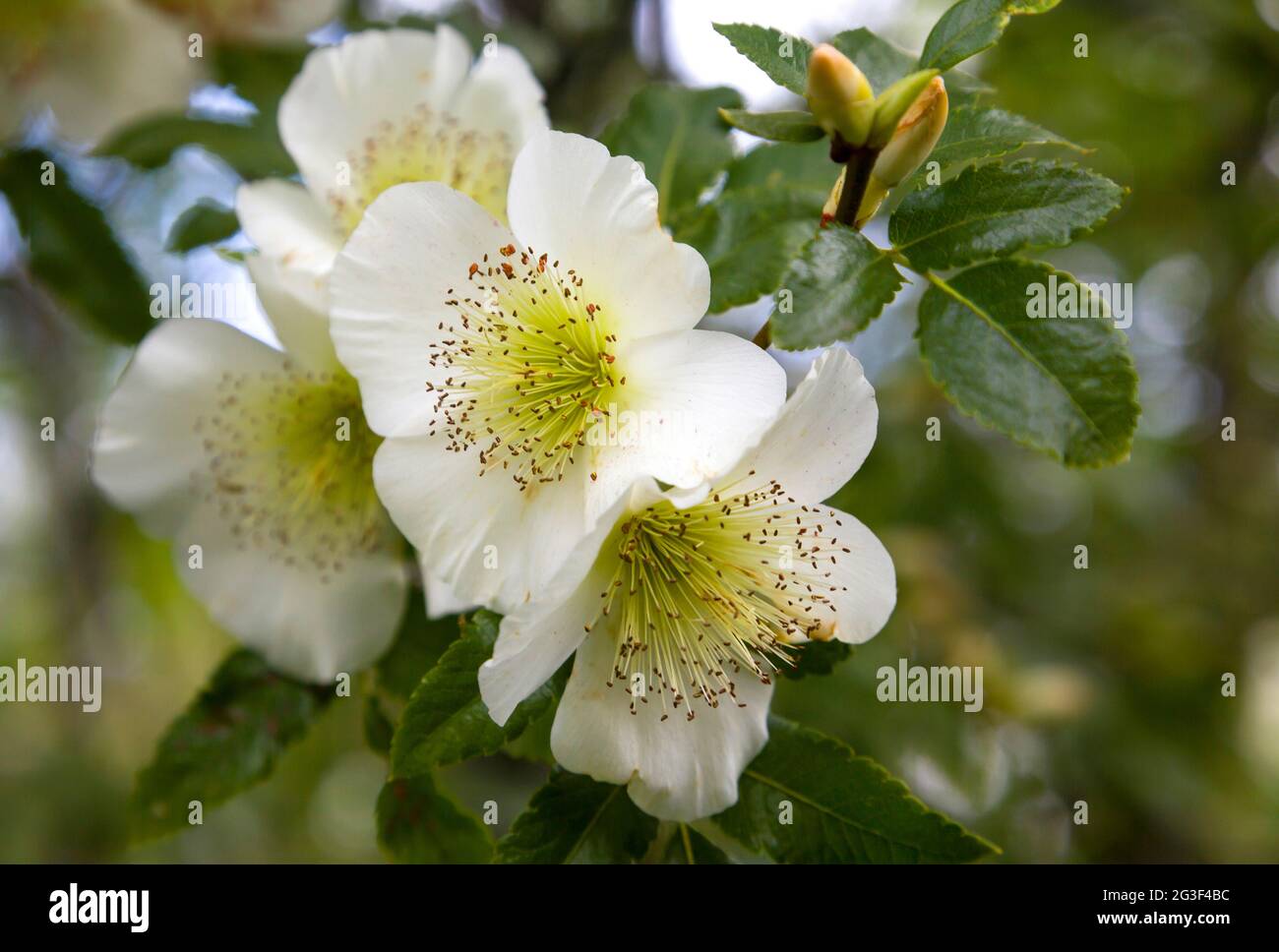 Eucryphia glutinosa - albero deciduo, diritto o di diffusione. Foglie lucide di verde scuro, grandi fiori bianchi profumati a metà e a fine estate Foto Stock