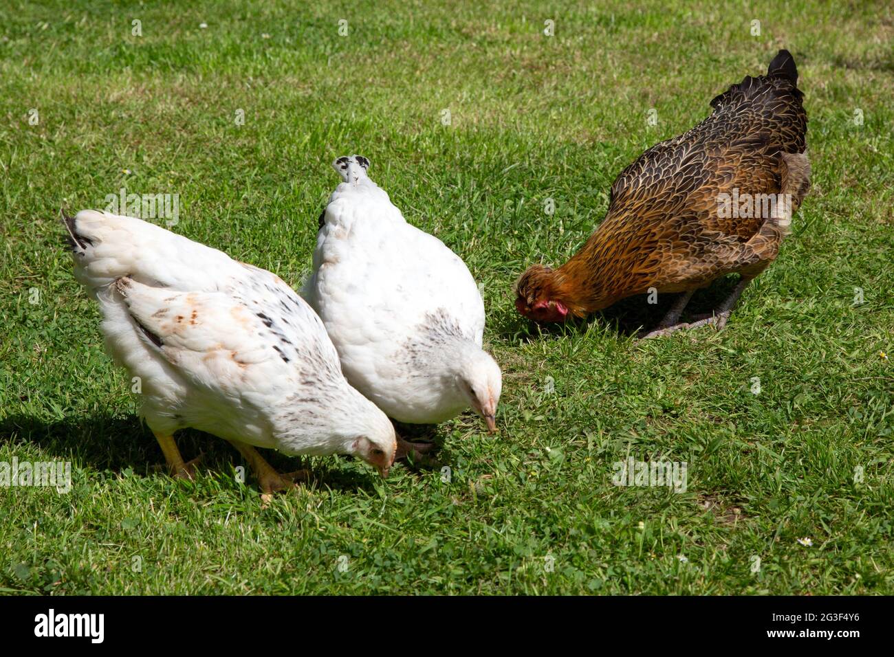 Polli da cortile, Hampshire, Inghilterra, Regno Unito. Foto Stock