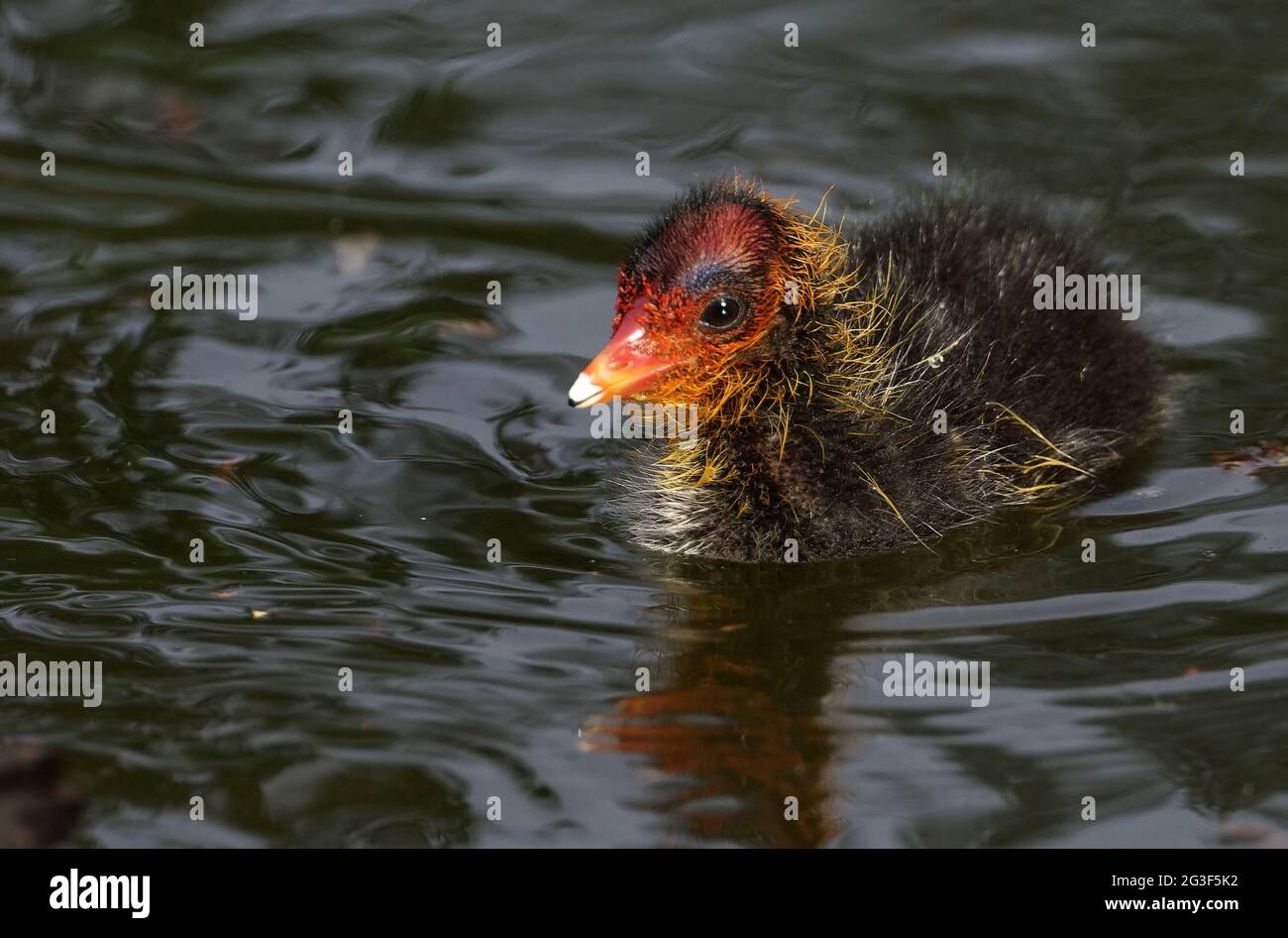 Eurasian coot chick Foto Stock