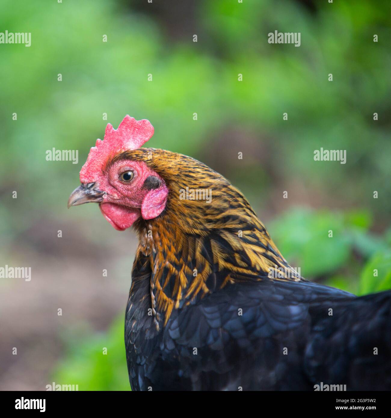 Free range Bantam Chicken, Hampshire, Inghilterra, Regno Unito. Foto Stock