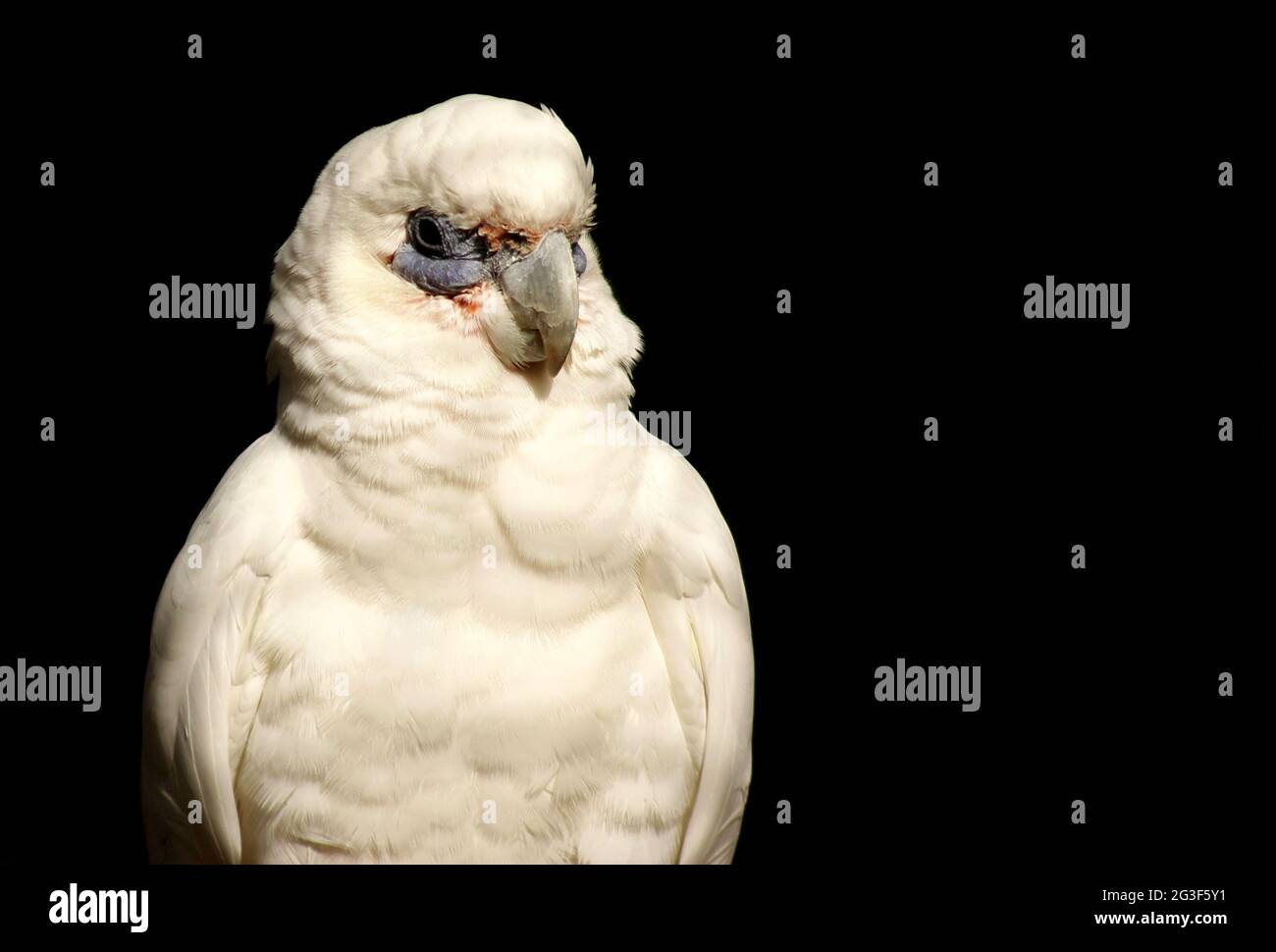 Cacatua Foto Stock