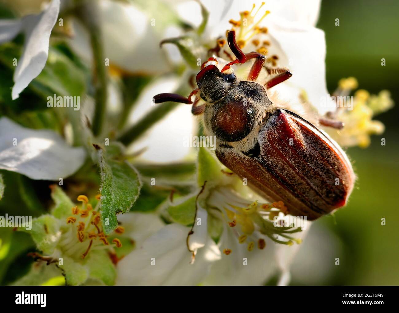 Cockchafer, maybeetle, Foto Stock
