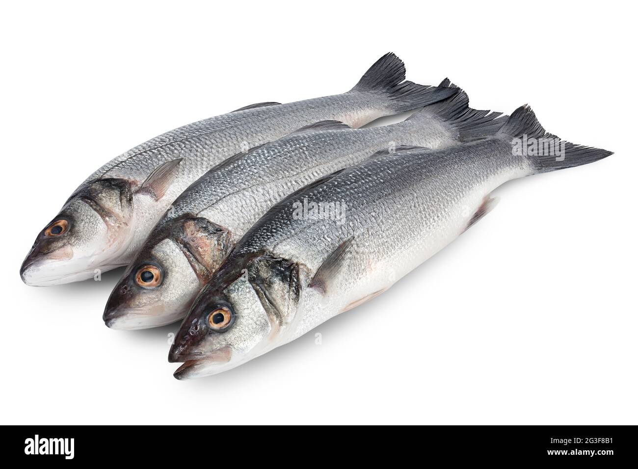 Basso di mare fich isolato su sfondo bianco con tracciato di ritaglio e piena profondità di campo. Foto Stock