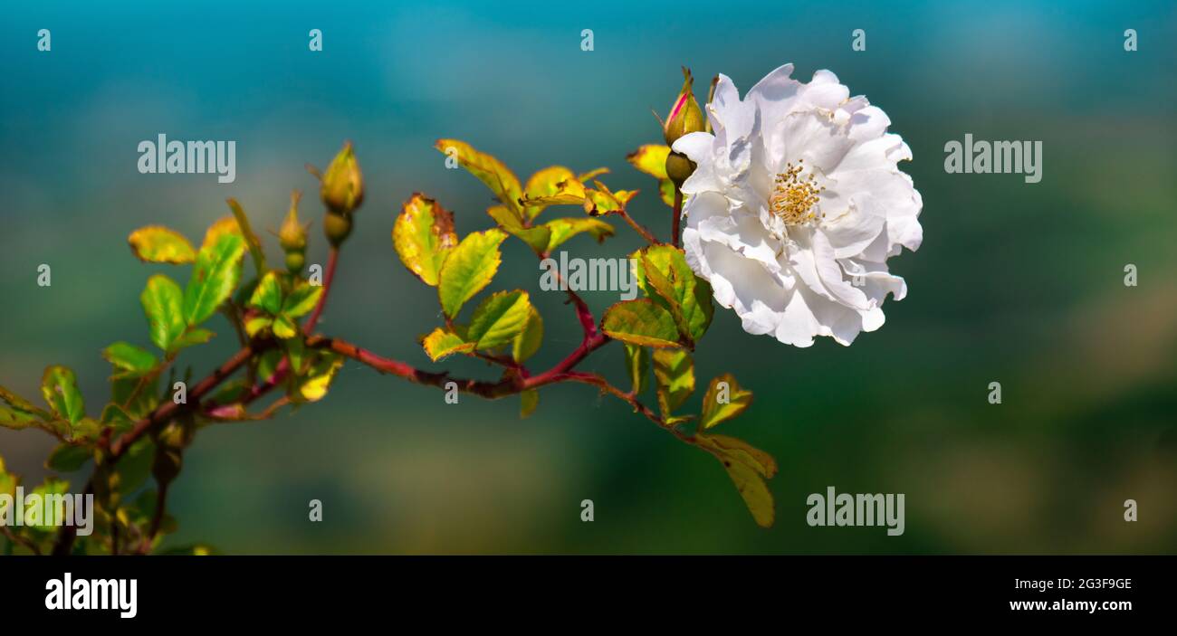 bianco fiore orizzontale sfondo grande dimensione immagine rosa Foto Stock